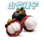 【山竹種子】果后種子 熱帶水果樹苗 盆栽庭院陽台可種植 果樹種子 自栽果苗 居家綠化 可食用果實 種植簡單易活
