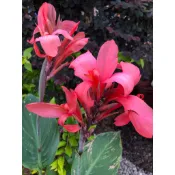 🌿波特蘭市美人蕉Canna 'City of Portland'