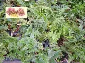╭＊田尾玫瑰園＊╯  羊齒植物(蕨類)--(兔腳 蕨)-可放在室內