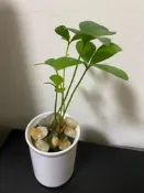 闊葉鐵樹 賀禮小盆栽 水耕 2025/1月上市ㄧ物一拍 實物拍攝