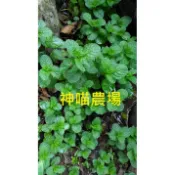 神喵農場 自產 乾燥薄荷葉(有梗)