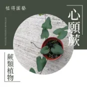 植得｜心願蕨·心葉蕨·澤瀉蕨｜空氣淨化蕨類植物