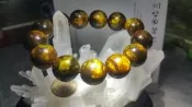 海柳  珊瑚 黑珊瑚 海鐵樹