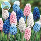 葡萄風信子種子 Muscari 海洋魔法藍 多年生小球根 5-7年開花週期 易種植耐寒盆栽地栽庭  觀賞花卉種子