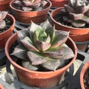 沅鈺農場   多肉植物  大和錦(露養植物輕微曬傷)