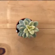🌵福祥仙人掌🌵1吋盆姬秋麗錦 多肉植物