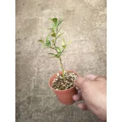 芳苑樹花苗農場：金豆柑