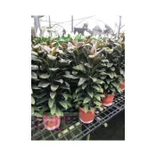 (店+)花森好市-觀葉植物巧克力朱蕉-觀音竹-紅鐵樹-紫千年木-宋竹5-6吋盆高30-40cm
