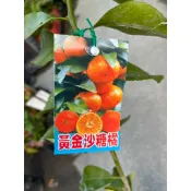 初花農場|黃金砂糖橘|4吋盆|果樹|柑橘類|嫁接苗|植株過長須修剪----定價240特價200