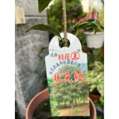 狀元紅桂花 ～4.5吋盆～為丹桂類最紅艷品種