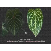 黑桃x黑水晶(一物一拍)｜ anthurium ace of spades xcrystallinum ｜賣火鶴的小女孩