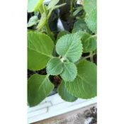 ★【家庭有菜】★★左手香/到手香(3吋軟盆)/一盆一株/限購3盆/可食用與外敷/沾到手就有濃郁香氣/可做香料/瘀傷外