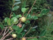 ＊田尾玫瑰園＊╯經濟樹種-(小果苦茶)3吋高20-30cm60元.大量有特優價