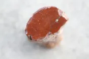 石棧 矽化木 南洋杉