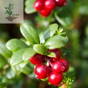 百花園藝 【現貨】蔓越莓種子 紅果扁枝越橘 小紅莓 家庭盆栽 酸性泥炭土 冷涼氣候 可收成 園藝種子