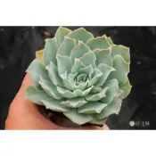 ❁採花❁ 月影藍絲絨-多肉植物/療癒盆栽/園藝
