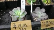 多肉植物 ** 蒂凡妮 ** 2吋盆/高5-10cm 抒壓漂亮觀賞好療癒【花花世界玫瑰園】OvO