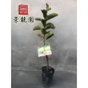 「景龍園」紅鑽芭樂苗、珍珠芭樂苗、紅寶石芭樂苗、水蜜芭樂苗
