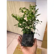 嘉興園藝 / 七里香 / 3吋袋 / 超取上限10顆 / 宅配限40顆 / 綠色圍籬 /庭園用樹