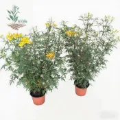 青禾園藝（芳香王萬壽菊）種子濃香型 夏日可驅蚊效果好 室內四季好養易活耐旱 花卉陽台庭院四季開花食用花種子#自留種