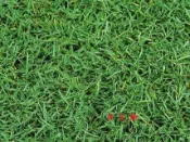 百慕達草 已脫殼 種子 (每包1公斤)  純種子  牛馬根 馬根子草 鋪地草 銅絲草