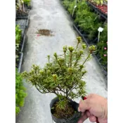 日本皋月杜鵑 小田汲｜3.5吋苗植袋～多年生開花小葉品種杜鵑⋯