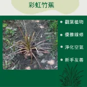 【建方松園】彩虹竹蕉 / 五彩千年木 5吋盆｜線條優雅、漸層繽紛觀葉植物