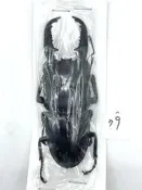 Dorcus titanus palawanicus.巴拉望巨扁鍬形蟲79mm
