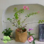 ~~長榮~~【九重葛】7吋盆　爬藤植物　庭園造型樹　優良綠籬樹苗精品盆栽　陽宅風水