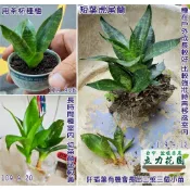 常見虎尾蘭：短葉 長葉 金邊 豹紋 青紋 蓮花 黑金剛 翡翠 黃金哈尼 虎尾蘭 虎耳蘭 虎皮蘭 千歲蘭裸根花苗 阡插葉