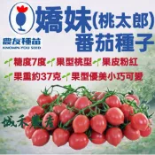 城禾農產🍃 農友嬌妹蕃茄種子 12粒 桃太郎番茄種子 嬌妹番茄種子 桃太郎蕃茄種子 蕃茄種子 中型蕃茄種子 小番茄種子