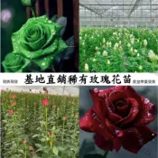 現貨 🌷【稀有玫瑰花苗】🌷 帶葉子出貨【稀有品種】玫瑰小苗 濃香型四季開花高貴玫瑰花苗盆栽花卉室內外觀花月季 基地直發