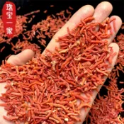 協貿國際日用品生活3館 彩鏈之家天然紅寶石紅色海竹供佛供曼扎七寶石佛塔裝藏寶石按g出