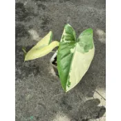 【幫長選物所】清空間／黃斑獨角獸／洞洞龜背芋／白班姑婆芋／斑葉植物／觀葉植物／雨林植物／室內植物盆栽／穩根／美斑／2寸盆