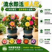 【桌面綠植｜不易爛根】稀有沙漠玫瑰花苗 重瓣大花 辦公室居家盆栽花卉 懶人好養/不爛根/病蟲少好照顧 四季開花