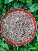 金錢薄荷