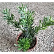 東大興農場 雀舌羅漢松 運轉羅漢松 金鑽羅漢松 綠鑽羅漢松 藍葉羅漢松 米粒羅漢松3-5寸盆 觀賞盆栽 觀葉植物