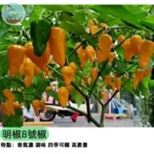 🔥【全國第一辣】明椒8號辣椒種子 三明農科院育成 永安黃椒升級版 極辣香濃 泡椒/鮮食/加工用 豐產抗病 黃金色熟果