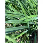 金針花苗 自家栽培，陸生植物，可食用品種，可防止田溝邊的土壤不受雨水沖刷而流失，每年8~10月為金針花季