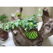 《Kamata🌈》☘️ 常春藤 苔球☘️觀賞植物 好種植 手作苔球 居家小品 桌上型苔球 苔玉