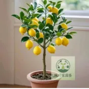（快速出貨）粉色檸檬新品種種子 四季無籽香水檸檬樹可食用檸檬南北方陽台種植盆栽地栽當年結果客廳辦公室陽台招財易養綠植花卉