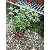 ●○植宅●○芳香萬壽菊●○5/6吋盆●○香草植物●○