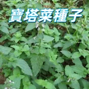 【寶塔菜種子】蔬菜種子 家庭菜園 陽台種植 園藝播種 秋冬播 香草園藝 景觀蔬菜 可食用花卉 新手易種 健康蔬果 有機