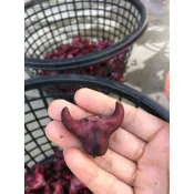 🌰 台南官田菱角｜粒粒飽滿・香軟綿密・秋季限定的田間黑鑽 五斤一箱