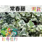 常春藤賣場 雪瑩 蝴蝶 法國 皮卡丘 大麥町 天使之翼 金色蜂鳥 常春藤 長春藤 可做苔球、吊盆 珍奇植物 室內 觀葉
