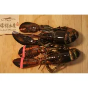 【禧福水產】原裝活凍波士頓龍蝦/加拿大高壓波龍◇$單隻特價599元◇年菜燒烤中秋海鮮居酒屋日本料理碳烤餐廳無菜單年夜飯