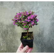 雪茄花 棒棒糖雪茄   雪茄花  造型雪茄花  六月雪苔球 小葉赤楠金門赤楠 七里香 九里香 小葉赤楠