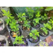 台灣抹草盆栽~抹草 /小槐花 / 茉草 / 觀賞用盆栽