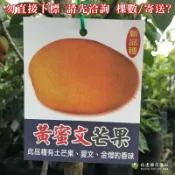 黃蜜文 夏x 勿直接下標 頂級 雪芒果 極品芒果 蜜芒果 嫁接苗 樹苗 芒果苗 芒果界LV 夏 芒果 秋蘭 愛文 蜜煌