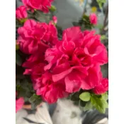 花花世界-灌木-重瓣杜鵑  玫瑰杜鵑5吋盆(紅花)-  開花茂密花色繽紛